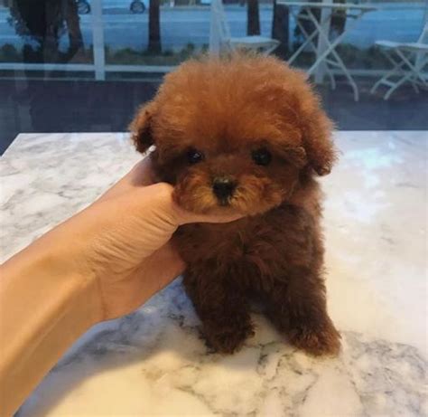 Teacups, puppies and boutique ® is the very first puppy boutique to specialize strictly in toy breed puppies and teacup puppies for sale in south florida! super cute red teacup poodle puppies for Sale in Knoxville ...