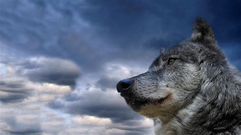 Hd Wolf Wallpapers 1080p 71 Images