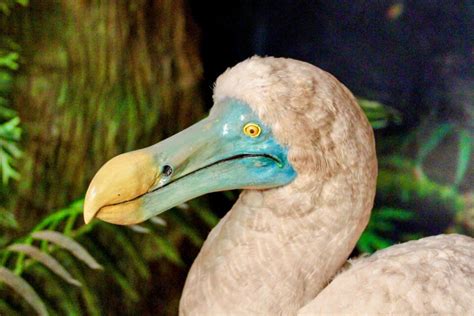Can The Dodo Bird Be Brought Back From Extinction •