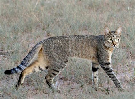African Wildcat Wild Kratts Wiki Fandom