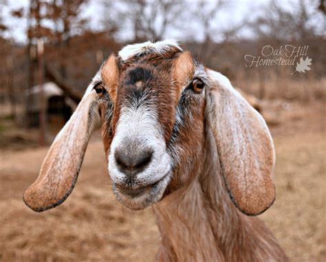 Choosing The Best Goat Breed For Your Homesteads Needs Oak Hill