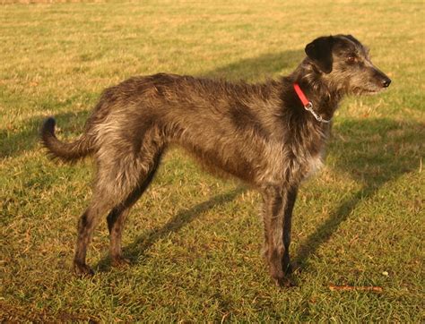 Lurcher Breed Info Temperament Puppies Care Training Pictures