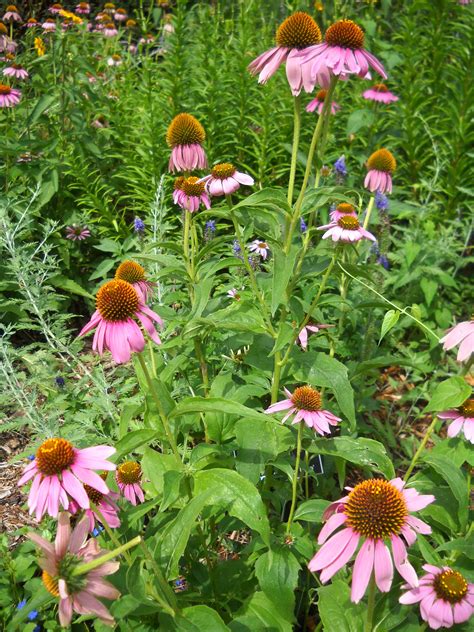 Purple Coneflower When To Plant Dopbooth