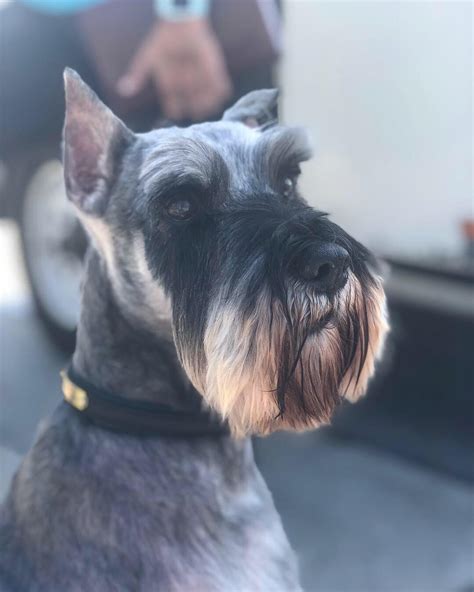 Top Pictures Pictures Of Miniature Schnauzers Haircuts Latest