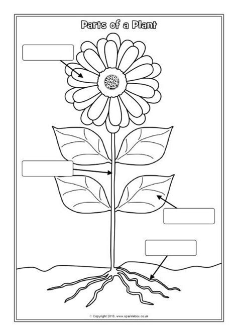 Parts Of A Plant Labelling Worksheets Sb12380 Parts Of A Flower