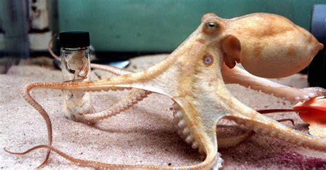 How Does An Octopus Eat Ask Usa Today