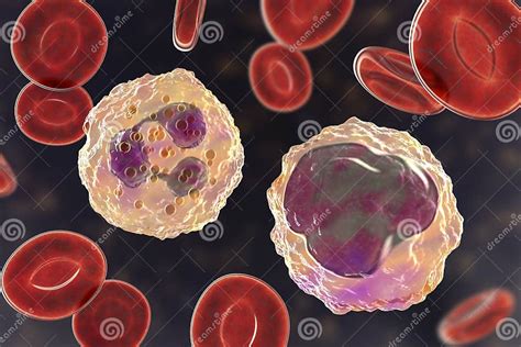 Monocyte And Neutrophil Surrounded By Red Blood Cells Stock