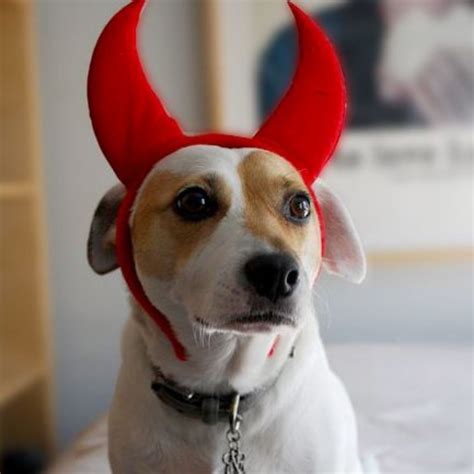 12 Best Halloween Costumes For Jack Russell Terriers The Paws