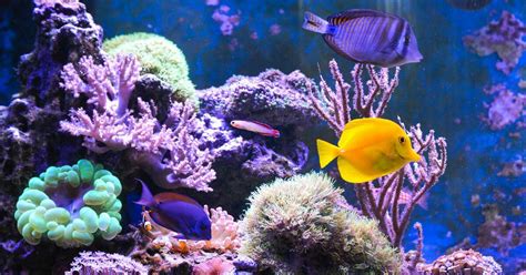 5 Aquariums In The Netherlands You Need To See