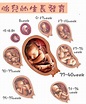 懷孕4週胎兒圖及身高體重變化