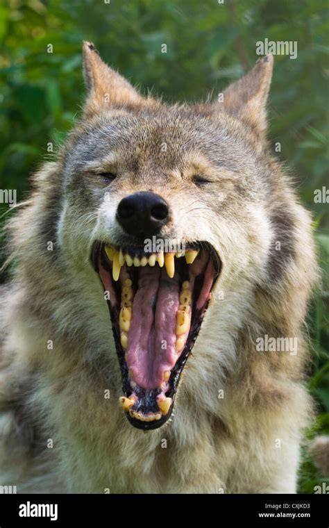 Grey Wolf Canis Lupus Usa Stock Photo Alamy