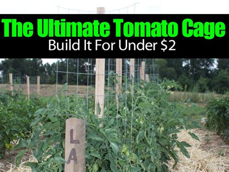 The Ultimate Tomato Cage Build It For Under 2