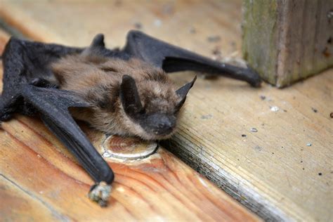 First Rabid Bat Of The Season Found In Ada County Health Officials Urge Caution Around Bats