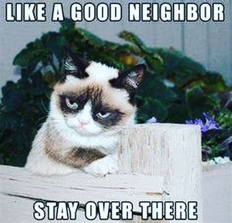 Good Morning Everyone Have A Great Tuesday Lol Grumpy Cat Humor