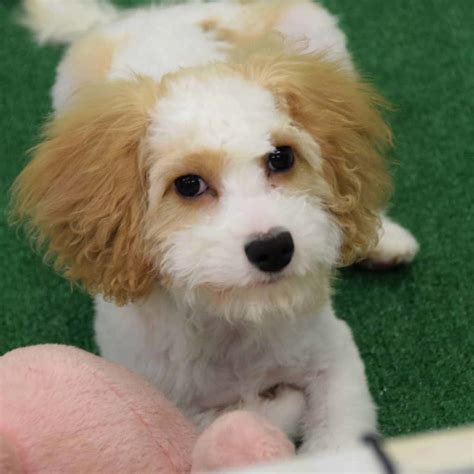 Click on a number to view those needing rescue in that state. cavapoo-puppy-for-adoption-3 - Ridgewood Kennels II