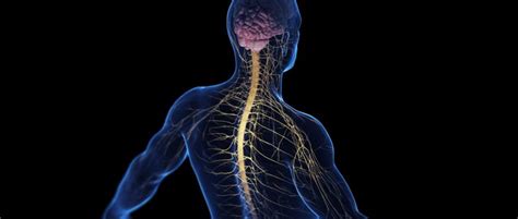 Lesión Del Nervio Radial Que Es Síntomas Y Tratamientos