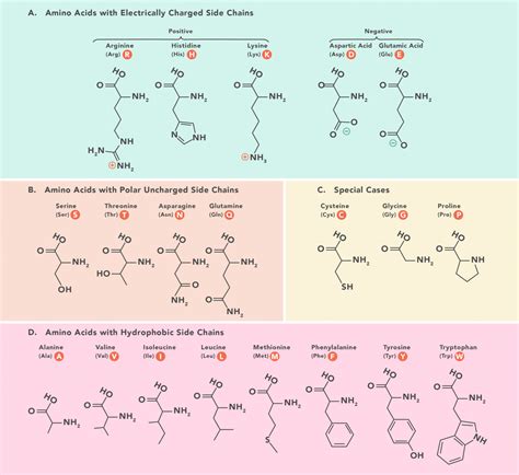 Amino Acids Physical Properties Structure Classification Functions