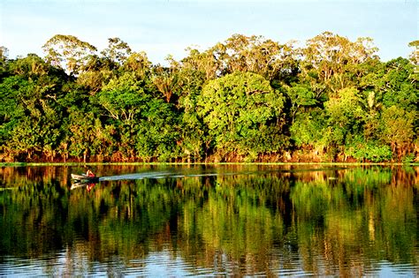 Qual é A Importância Ecológica Da Amazônia Guia Do Estudante