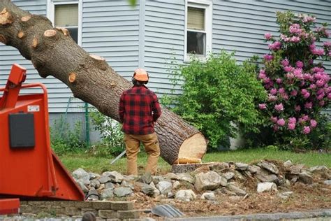 What Is The Cost Of Tree Removal Affordable Tree Service Inc