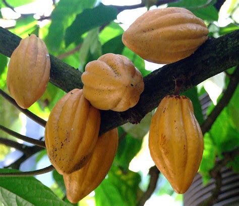 Farmers Are Learning New Cocoa Cloning Techniques To Revive Cocoa