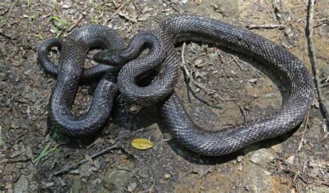 Black Rat Snake Adult Coopers Rock State Park West Virginia