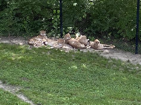 Scovill Zoo Welcomes Four New Cheetahs Decatur Park District