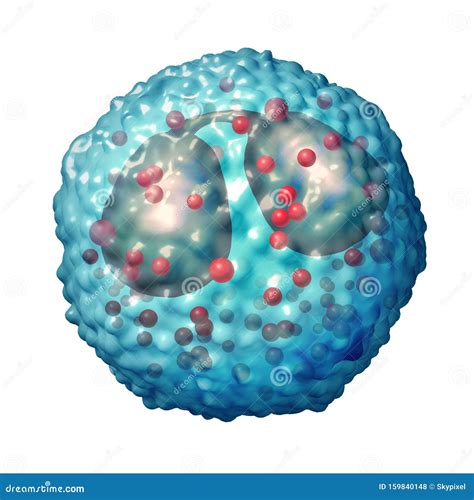 Eosinophil Cell Anatomy Stock Illustration Illustration Of Cytoplasm