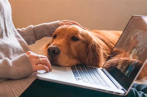 8 Ways To Keep Your Dog Busy While At Home Nutrichomps