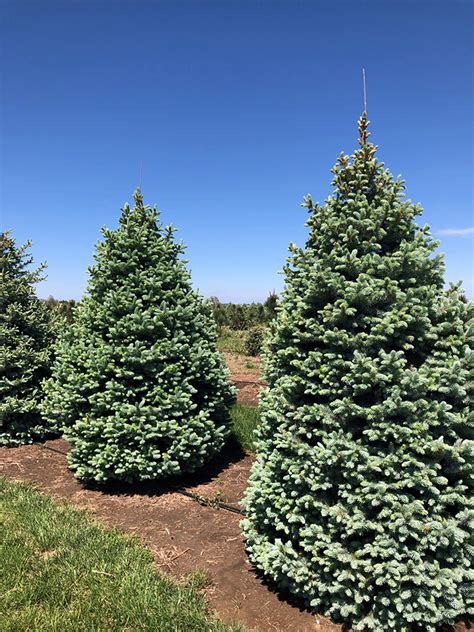 Baby Blue Spruce Picea Pungens ‘glauca I Need A Tree