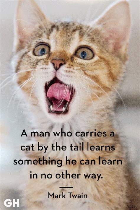 We have compiled some great motivation to get through the day with funny thursday memes, pics, and quotes! 25 Best Cat Quotes That Perfectly Describe Your Kitten - Funny and Cute Cat Quotes