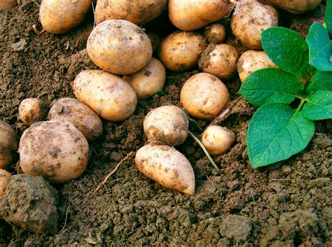 2020 Potato Season Recap Fungal Diseases Spudman
