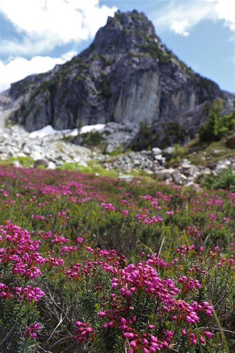 Pink Alpine Wildflowers In Bc Photograph By Mark Enright Fine Art America