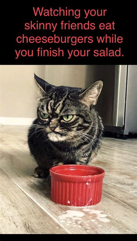 I No Can Has Cheezburger Funny Cat Memes Best Funny Pictures Crazy Cats