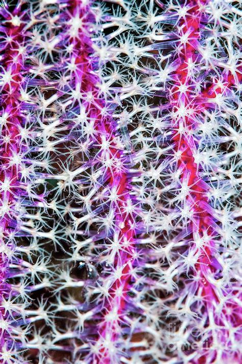 Paraplexaura Gorgonian Polyps Photograph By Georgette Douwma Science Photo Library Pixels