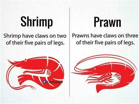 Shrimp Vs Prawn Learn English English Language Teaching English Fun