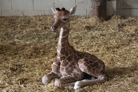 Baby Giraffe Sitting Giraffe Born Monday 19 April Photo Taken Sat 24