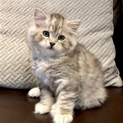 American Bobtail Cat For Sale Uk The Best Dogs And Cats