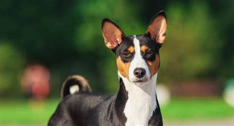 Basenji Dog Breed Information Center A Unique And Ancient Dog Breed