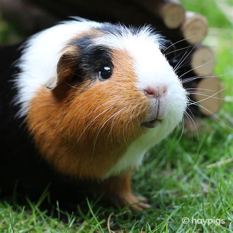 Where Do Guinea Pigs Come From — Haypigs Guinea Pig Circus — Blog