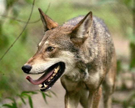The Future Looks Bright For The Rare Red Wolf Defenders Of Wildlife
