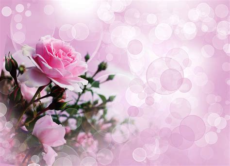 🔥 Download White And Pink Roses Background Beauty Fashion Photos By
