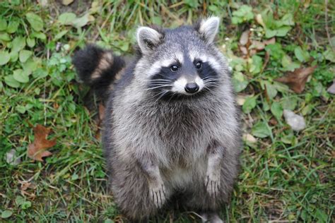 Best Way To Remove Raccoons From The Attic Raccoon Removal Mississauga