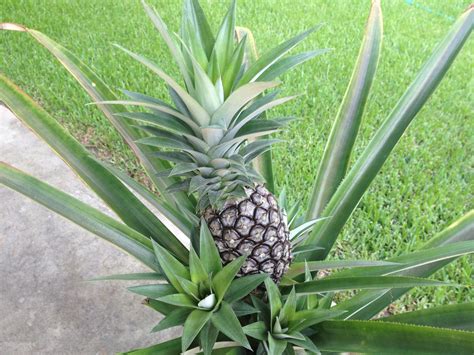 Homegrown Pineapples Plant The Top Off Of A Store Bought Pineapple