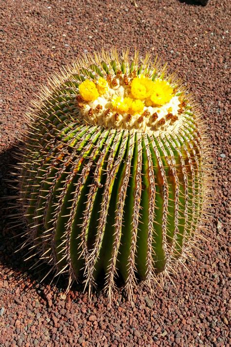 Barrel Cactus Free Stock Photo Public Domain Pictures