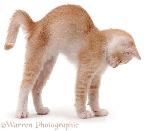 Ginger Kitten Stretching With Arched Back Photo Wp04332