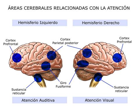 Pin Em Neuropsicolog A