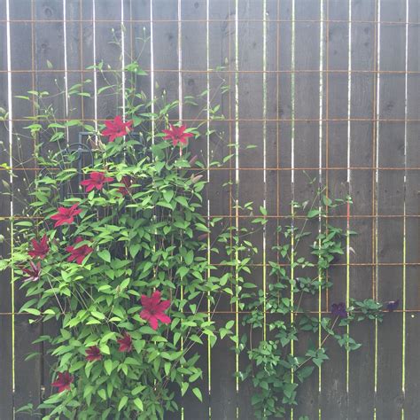 Concrete Wire Mesh Trellis On A Wooden Fence Is A Great Place For Vines