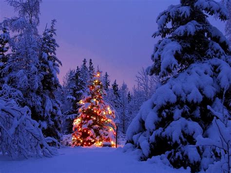 Christmas Snow Trees Backgrounds | Free Christian Wallpapers