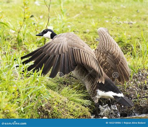 90 Canadian Geese Wings Spread Photos Free And Royalty Free Stock