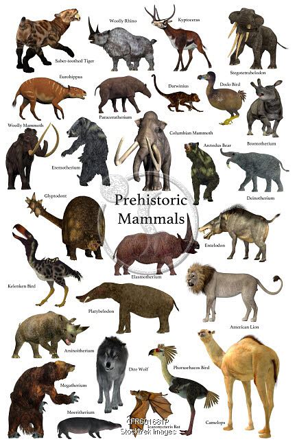 A Collection Of Some Of The Better Known Mammals That Lived During The